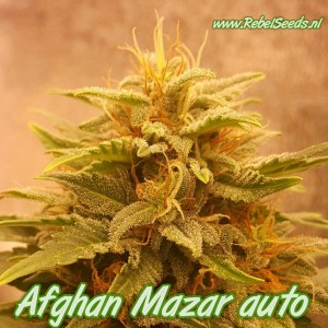 Afghan Mazar autoflower, regulier. Afghan Mazar autoflower, regulier.